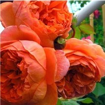 30PCS Chinese Peony Tree Seeds  Orangish Red Double Flowers - $5.78