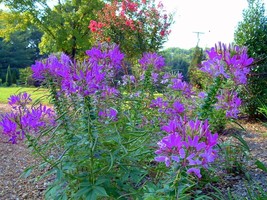 USA SELLER Hot Purple Spider Flower Cleome 30 Seeds Bold Bright Color Fresh New - £14.27 GBP