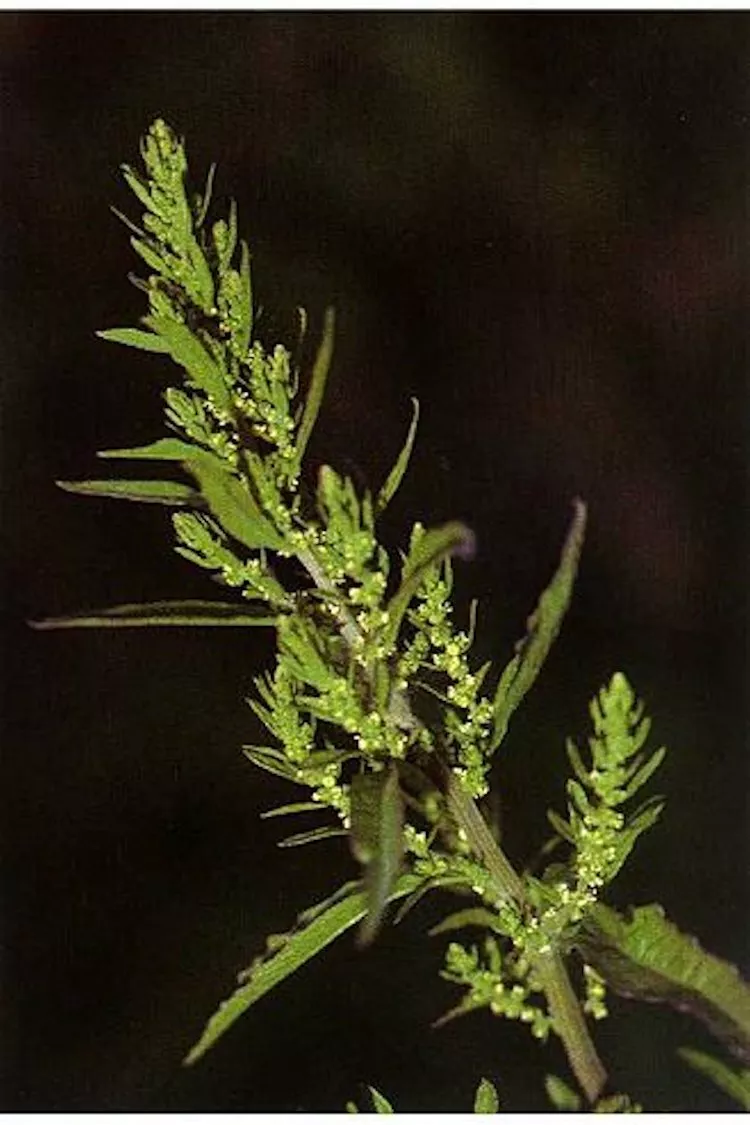 BPASTORE 300 Epazote Mastruz Chenopodium Ambrosioides Herb Non-Gmo Seeds Online - $9.39