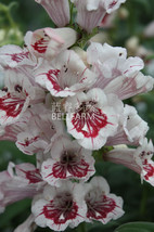 Penstemon Beardtongues Semi S Flower Seeds 100 Seeds Pack Plants New Fresh Seeds - $12.88