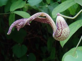 New Fresh Seeds Aristolochia Paulistana 5 Seeds - $21.90