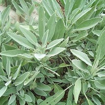 Broadleaf Sage Culinary &amp; Herbs Heirloom Seeds Non-Gmo USA SELLER - £6.65 GBP