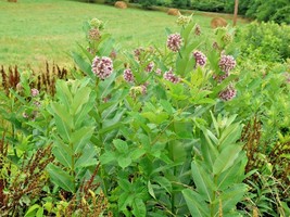 50+ Common Milkweed Flower Seeds - $20.85