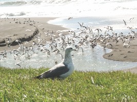 Boss Bird at the Beach - £65.40 GBP