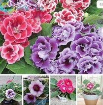 USA SELLER 100 Plantas Gloxinia De Flores Perennes Sinningia Speciosa Bonsái Bal - £13.37 GBP