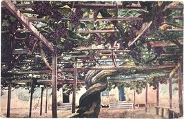 Giant Grape Vine, Carpenteria, California, vintage postcard, Santa Barbara 1922 - £9.43 GBP