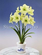 100Pcs Amaryllis Bonsai Hippeastrum Flower Not Hippeastrum Bulbs Perennial Bloom - $8.24