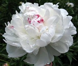 &#39;Caifeng&#39; Pinkish White Peony Seeds, professional pack, light fragrant f... - £8.59 GBP