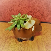 Echeveria Succulent in Ceramic Animal Planter, 5" Brown Moose Glazed Pot + Plant image 3