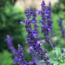 50 Playin&#39; the Blues Salvia Seeds Flower Seed Perennial Flowers 845 US SELL - £10.01 GBP