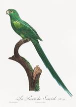 Long-Tailed Parakeet, Psittacula Longicauda - 1800&#39;s Francois Levaillant Magnet - £9.48 GBP