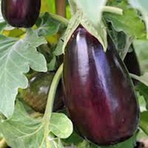 Grow In US Eggplant Seed Black Beauty Heirloom Non Gmo 50 Seeds Vegetable - £7.17 GBP