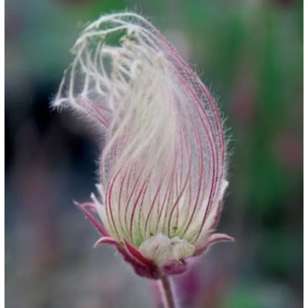 20 Prairie Smoke Seeds Easy To Grow Beautiful Flower 2 Garden - £6.23 GBP