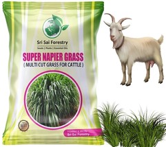 Super Napier Grass Seebs for Goat (500 g) Cattle Fodder Best Quality FREE SHIP - £46.68 GBP