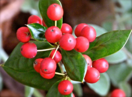 Youpon Holly Foot Live 1 foot tall Starter Tree &quot;Ilex Vomitoria&quot; Live Plant - £24.24 GBP