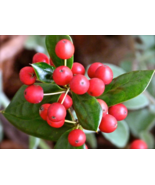 Youpon Holly Foot Live 1 foot tall Starter Tree "Ilex Vomitoria" Live Plant - £24.48 GBP