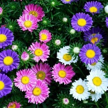 Aster Flower Seeds Rainbow Aster Flower Seeds Cool Beans N Sprouts Brand - $8.99