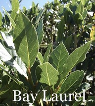 VP 50 Sweet Laurel Bay Tree Plant Cuttings. Priority Mail   - £56.01 GBP