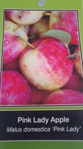 Pink Lady Apple 4-6 Ft Tree Plant Sweet Juicy Fresh Apples Fruit Trees Plants - £110.10 GBP
