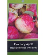 PINK LADY APPLE 4-6 Ft TREE PLANT SWEET JUICY FRESH APPLES FRUIT TREES P... - $140.60