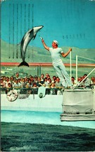 A High Jumping Porpoise Marineland of the Pacific Porpoise Chrome Postcard A3 - £3.45 GBP
