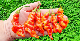 Fresh Seeds 25 Seeds Sugar Rush Peach Pepper Garden Fresh Vegetables Planting - £5.77 GBP