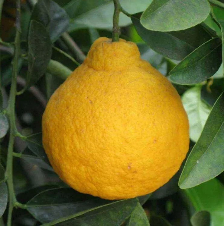 Dwarf Sanbokan Lemon Tree 26-30&quot; Tall Live Grafted Citrus Plant Gallon - £102.76 GBP