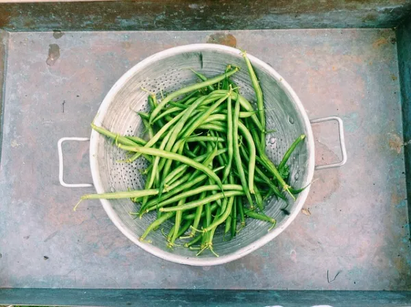 50 Slenderette Green Bean French Stringless Phaseolus Vulgaris Vegetable Seeds F - £7.92 GBP