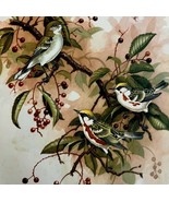 Chestnut Sided Warblers 1957 Lithograph Bird Art Print John H Dick DWDD4 - £39.32 GBP