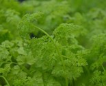 250 Curled Chervil Seeds Non Gmo Heirloom Fresh Herb Seeds Fast Shipping - $8.99