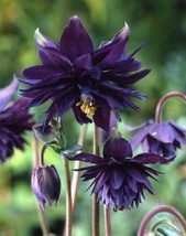 25+ Black Barlow Columbine Aquilegia Flower Seeds Perennial - £7.94 GBP