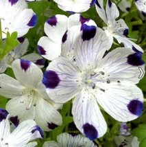 ArfanJaya Fivespot Flower Seeds - £6.49 GBP