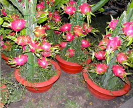 Hai&#39;nan Pink Dragon Fruit Cactus Plant, 100 Seeds, bonsai tasty sweet - $9.62