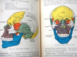 1936 Antique Anatomy And Physiology Textbook Owned Ruth Peakson Spinner - £53.67 GBP