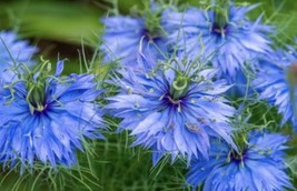 BUY ANY 2 GET 1 FREE NIGELLA Love in a Mist 200+Seeds+Unusual flower gar... - £3.26 GBP