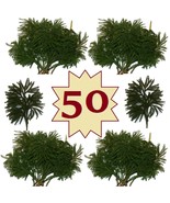 50 Rare Lycopodium Club Moss Boughs Fireplace Mantel Swag Christmas Craft Supply - $64.35