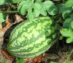 200 Seeds Florida Giant Watermelon NON-GMO Heirloom Fresh Garden Seeds - £22.03 GBP