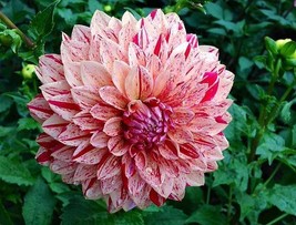 30 Dahlia Pompon Dahlia Tuber Seeds Bw91059-12 Gardening USA SELLER - £11.29 GBP