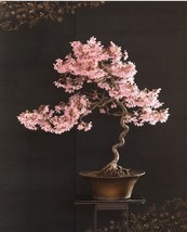 Okame cherry  bonsai starter kit (live tree seedling 7 to 13 inches) - £15.00 GBP