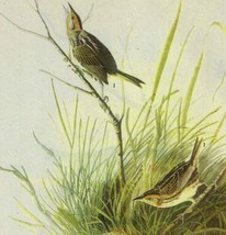 Sharp Tailed Sparrow Bird 1946 Color Art Print John James Audubon Nature... - £22.42 GBP