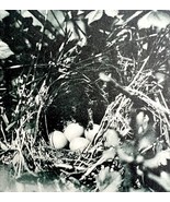Gray Catbird Nest And Eggs Bird 1902 Photogravure Antique Photo Print DWV4 - $556.66 MXN