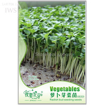 Radish Bud Seeding Vegetable Seeds 150 seeds natural healthy organic vegetable s - £6.35 GBP