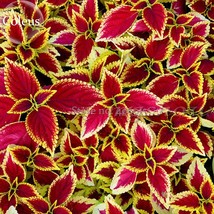 Coleus Blumei Painted Ornamental Herbs 20 Seeds Mixed Majestic Rainbow Leaves He - $11.95