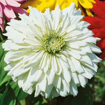 Zinnia Cactus Snowman White Moon Garden Butterfly Hummingbird 100 Seeds From US - £8.00 GBP