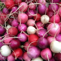 CLK Easter Egg Radish Seeds 200 Seeds Non-GMO 1093 - £3.51 GBP