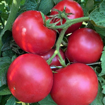 50 Seeds Eva Purple Ball Tomato Heirloom Tomatoes Juicy Vegetable Garden - £4.67 GBP