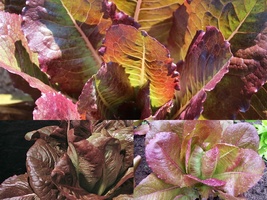 601+ROUGE DE HIVER Lettuce French Greens Seeds Vegetable Garden Container - £10.20 GBP