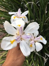 IRIS WHITE AFRICAN 2 Live Plants - 10++” Starting Plants - $16.99