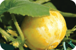 Lemon Cucumber Seeds - $8.32