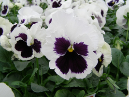 100 Snow Pansy Seeds White Blotch FLOWER SEEDS snowpansy Garden &amp; Outdoo... - £28.23 GBP